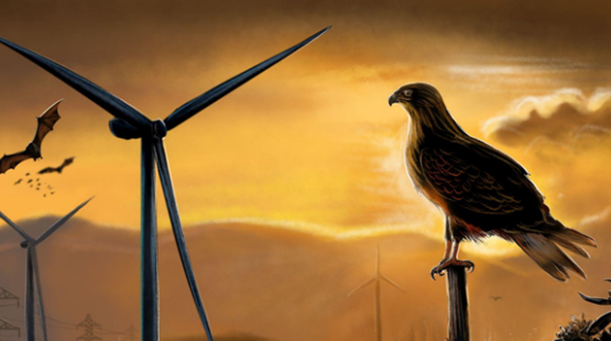 Nuevo estudio entrega criterios para proteger aves y murciélagos en proyectos energéticos