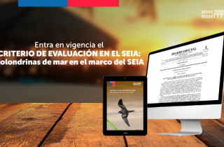 ¡Atención! Ya entró en vigencia la segunda edición del documento “Criterio de evaluación en el SEIA: golondrinas de mar en el marco del SEIA”