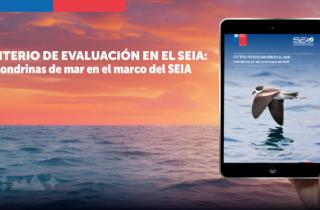 Servicio de Evaluación Ambiental publicó criterio para la evaluación de golondrinas de mar en el SEIA