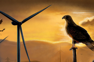 Nuevo estudio entrega criterios para proteger aves y murciélagos en proyectos energéticos