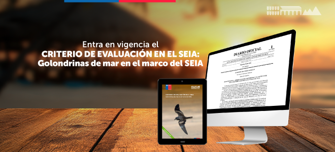 ¡Atención! Ya entró en vigencia la segunda edición del documento “Criterio de evaluación en el SEIA: golondrinas de mar en el marco del SEIA”