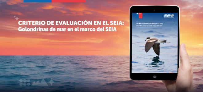 Servicio de Evaluación Ambiental publicó criterio para la evaluación de golondrinas de mar en el SEIA