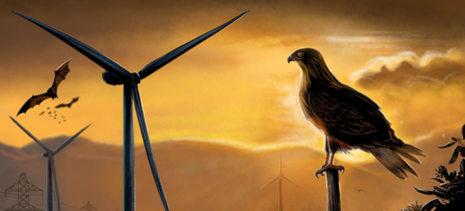 Nuevo estudio entrega criterios para proteger aves y murciélagos en proyectos energéticos