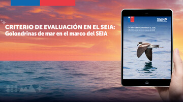 Servicio de Evaluación Ambiental publicó criterio para la evaluación de golondrinas de mar en el SEIA