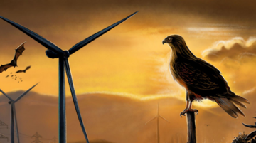 Nuevo estudio entrega criterios para proteger aves y murciélagos en proyectos energéticos